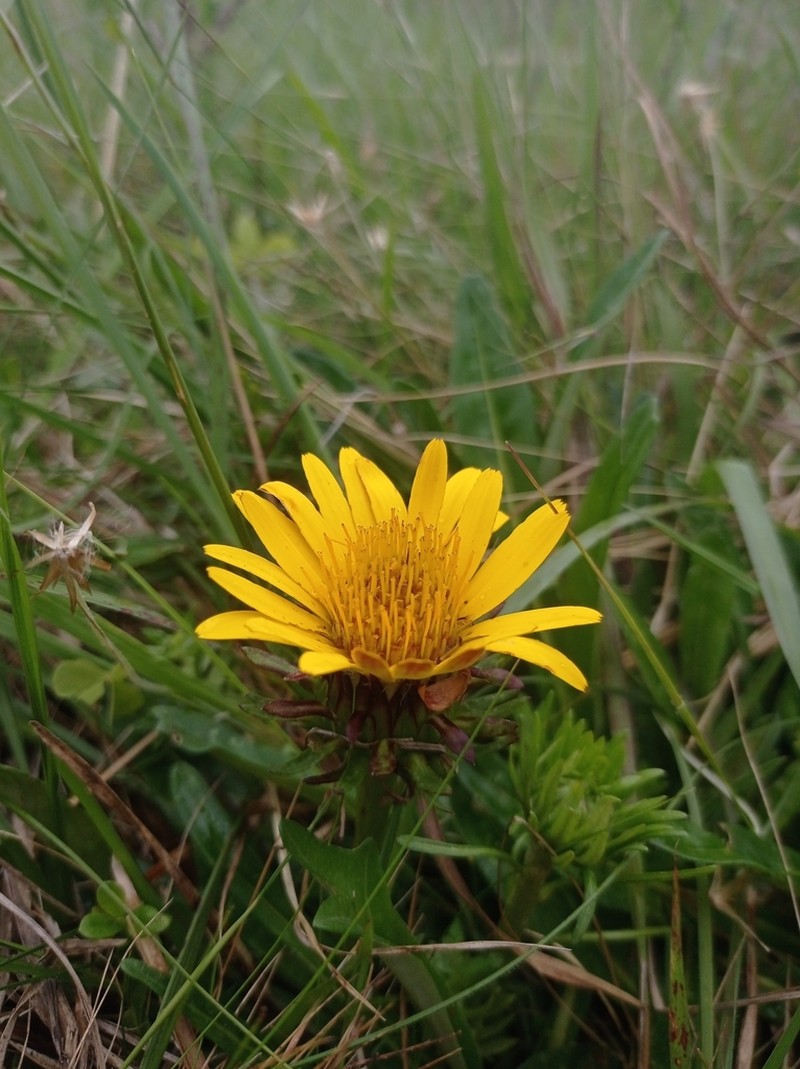 Trichocline catharinensis photo 8
