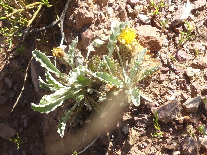 Trichocline caulescens