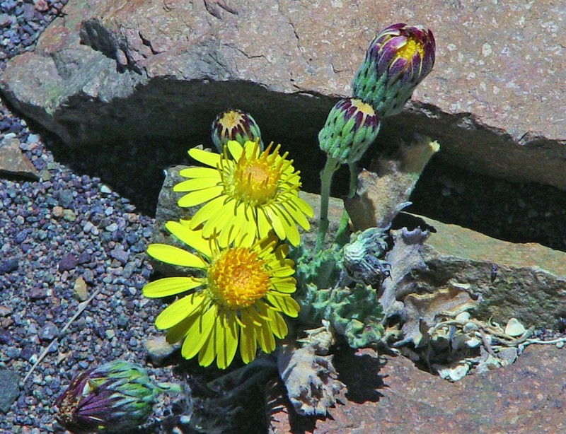 Trichocline caulescens photo 2