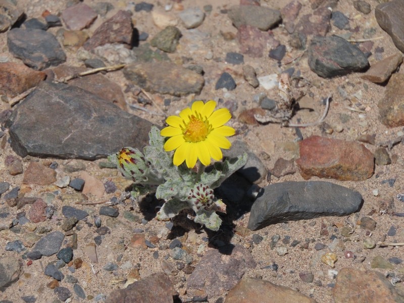 Trichocline caulescens photo 3