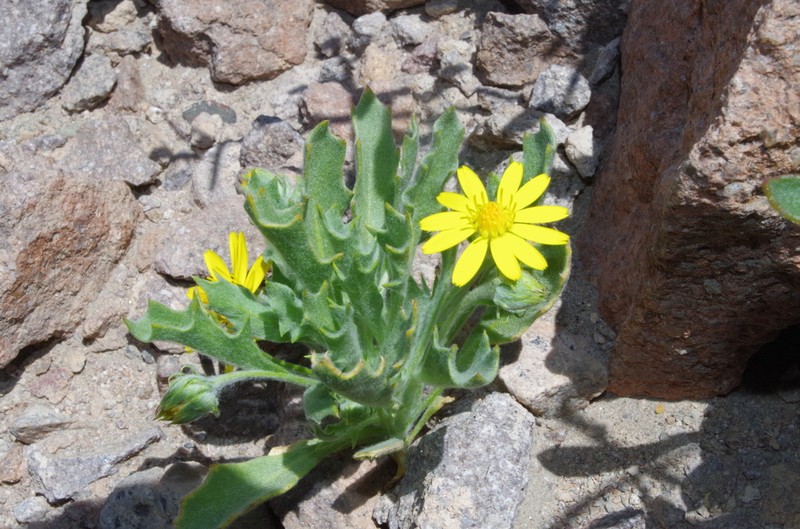 Trichocline caulescens photo 4
