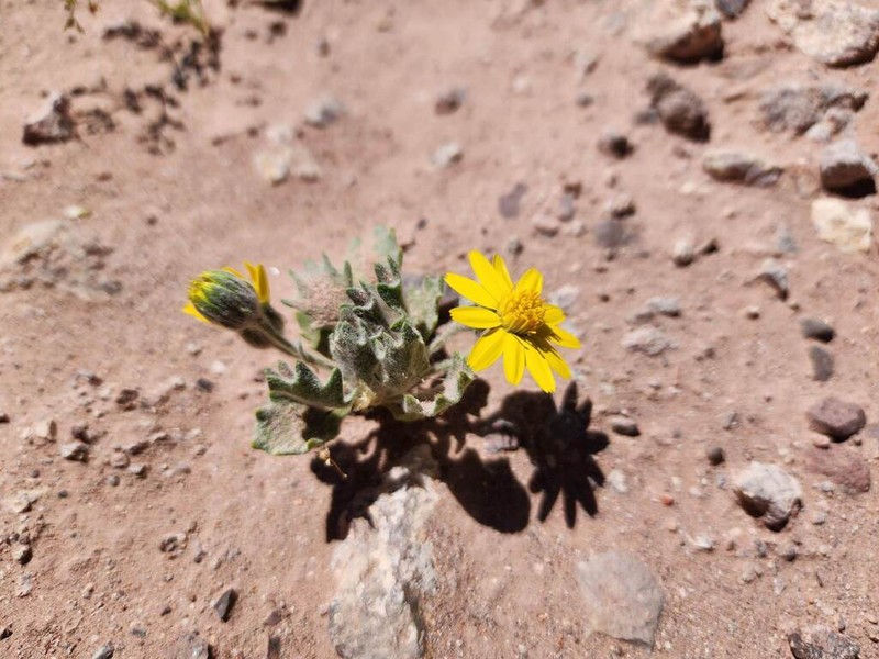 Trichocline caulescens photo 5