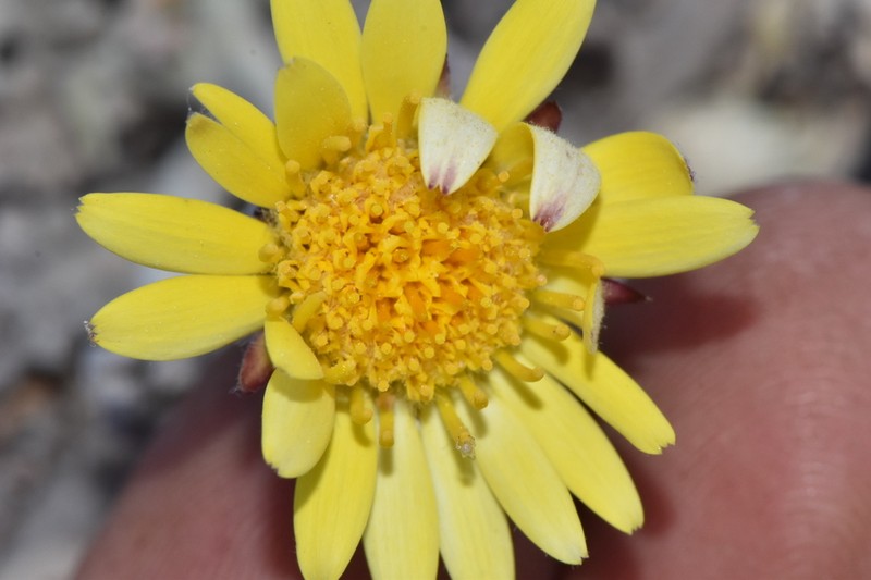 Trichocline caulescens photo 6