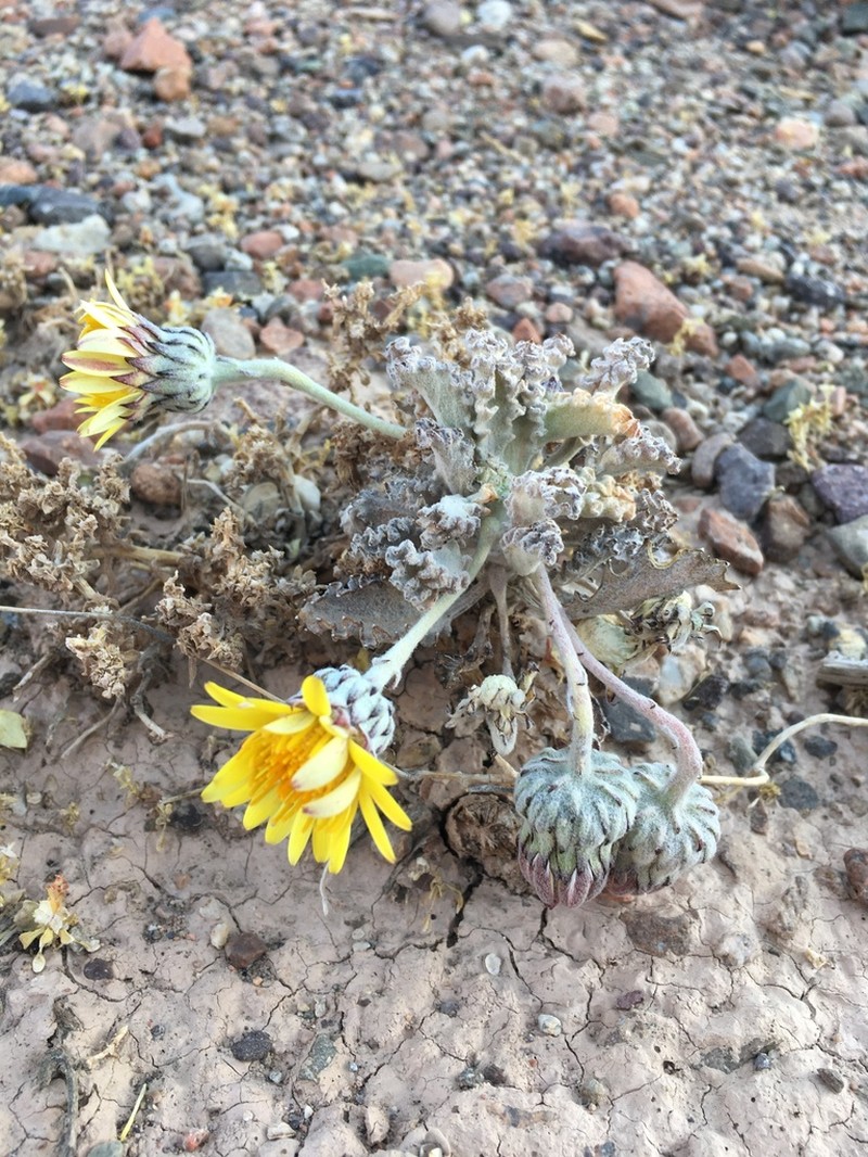 Trichocline caulescens photo 7