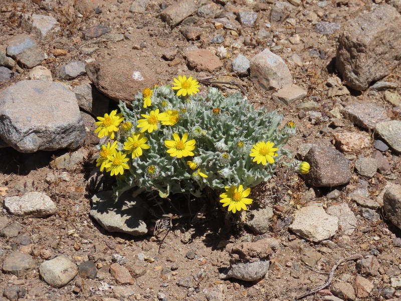 Trichocline caulescens photo 8