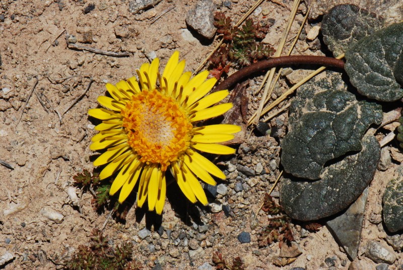 Trichocline cineraria