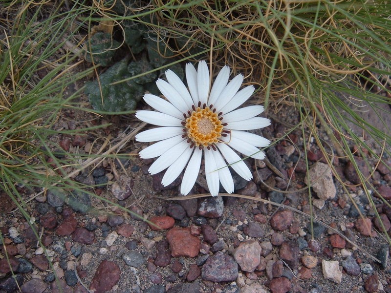 Trichocline cineraria photo 2