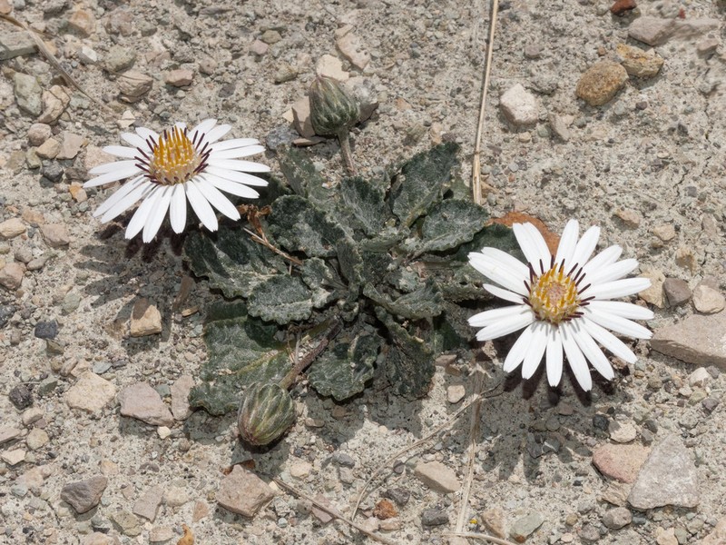 Trichocline cineraria photo 3
