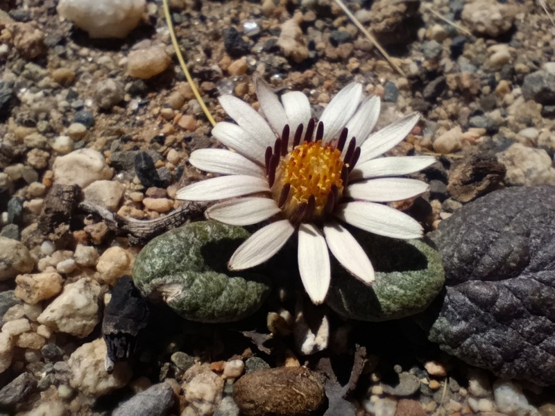 Trichocline cineraria photo 4