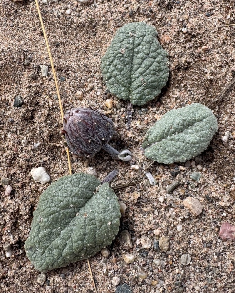 Trichocline cineraria photo 5