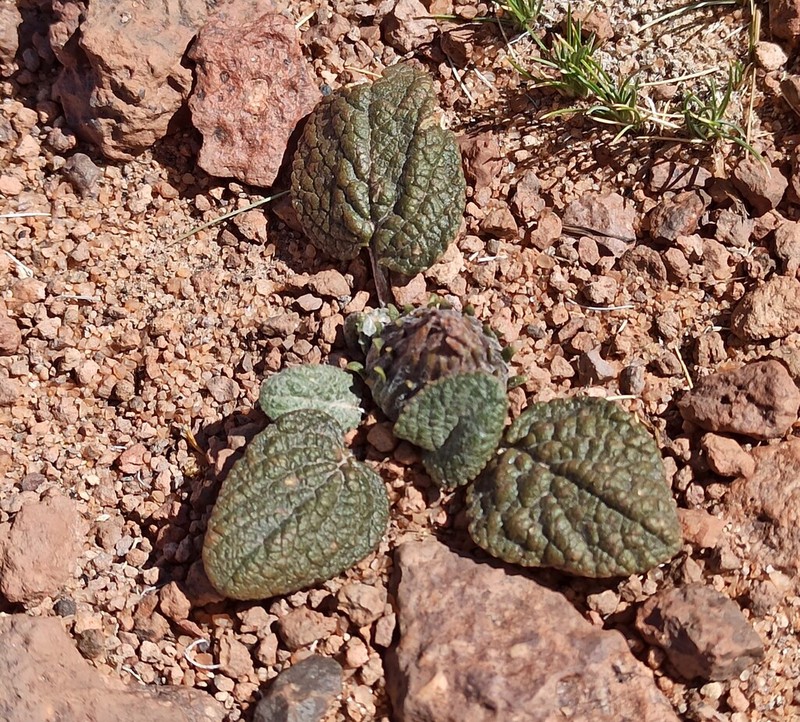 Trichocline cineraria photo 8