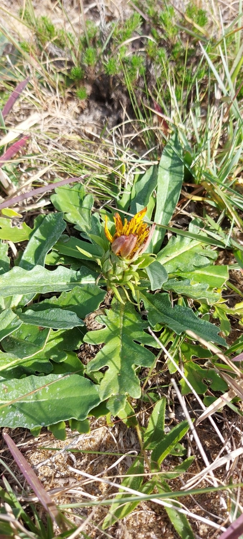 Trichocline cisplatina