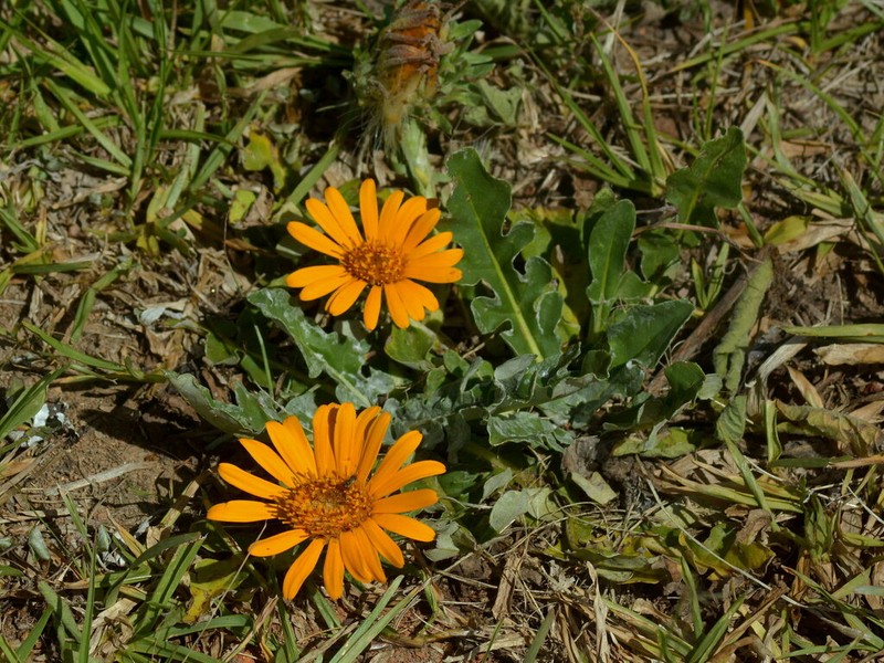 Trichocline cisplatina photo 5
