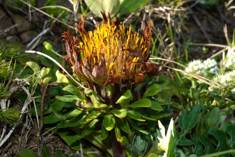 Trichocline cisplatina photo 7