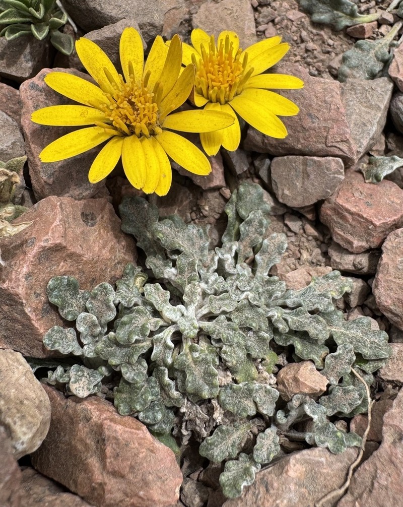 Trichocline dealbata