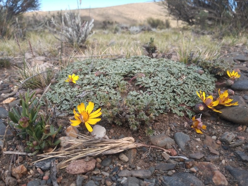 Trichocline dealbata photo 2