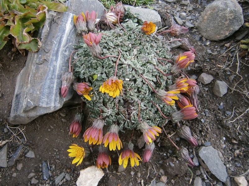 Trichocline dealbata photo 4