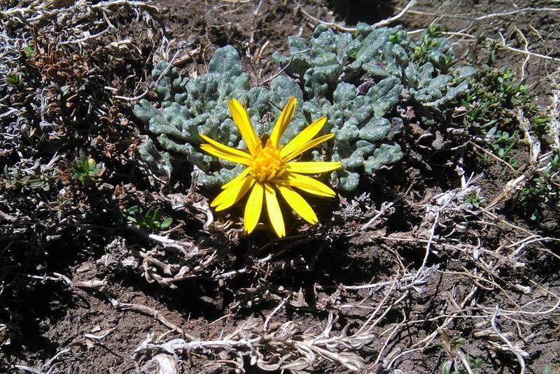 Trichocline dealbata photo 6