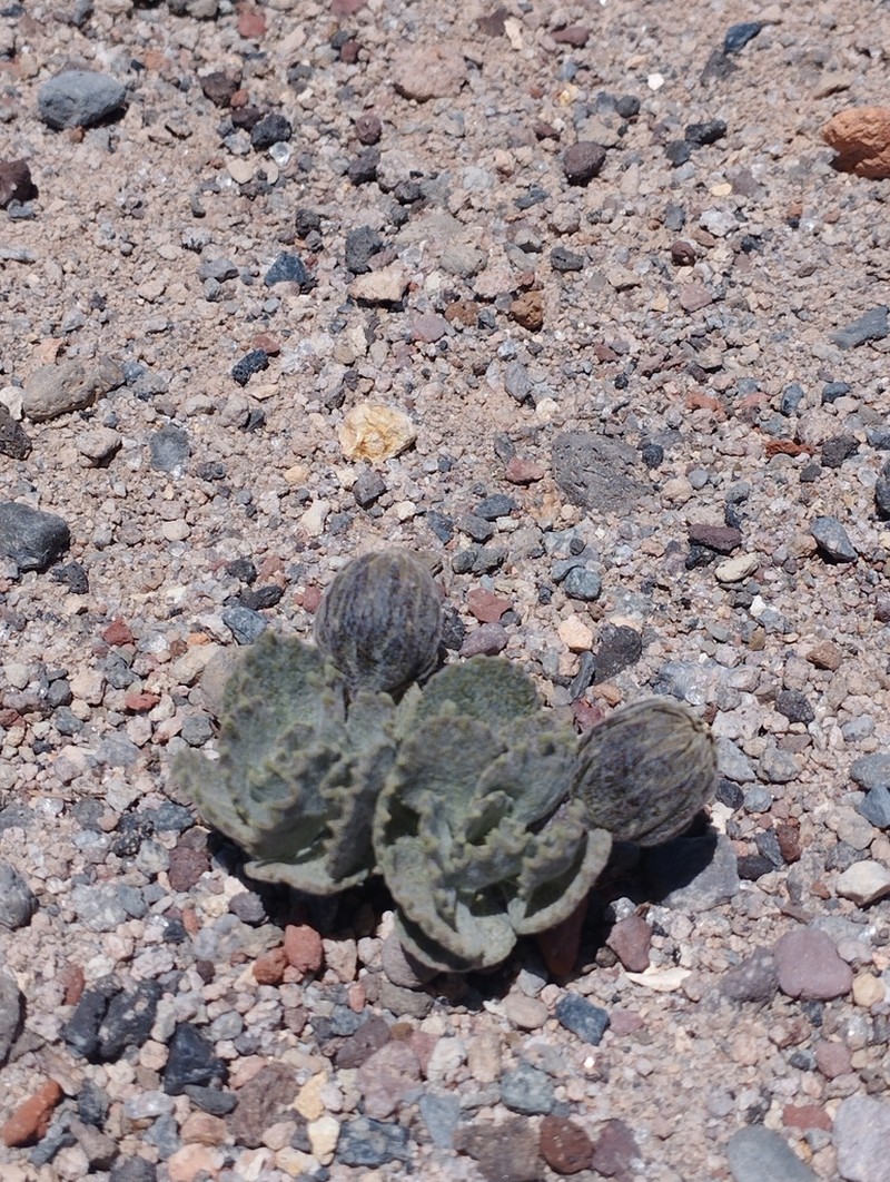 Trichocline deserticola