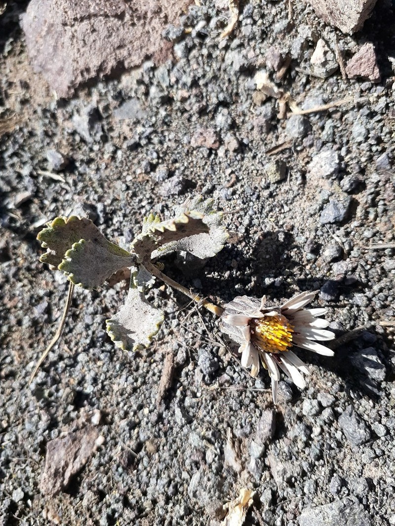 Trichocline deserticola photo 3