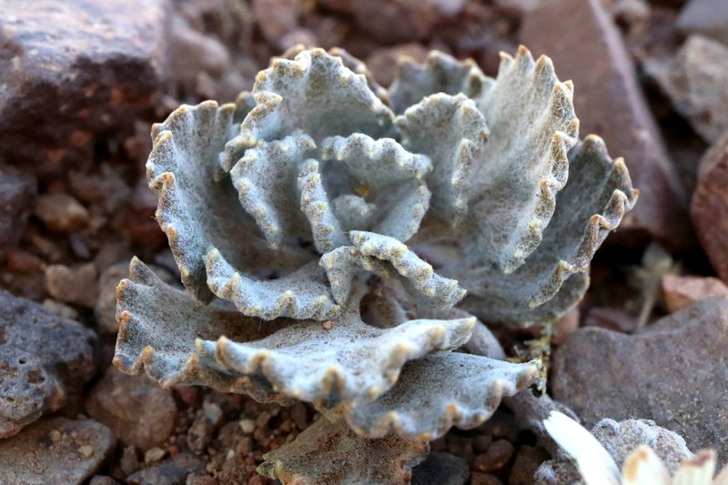Trichocline deserticola photo 5