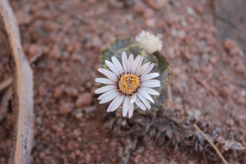 Trichocline deserticola photo 6