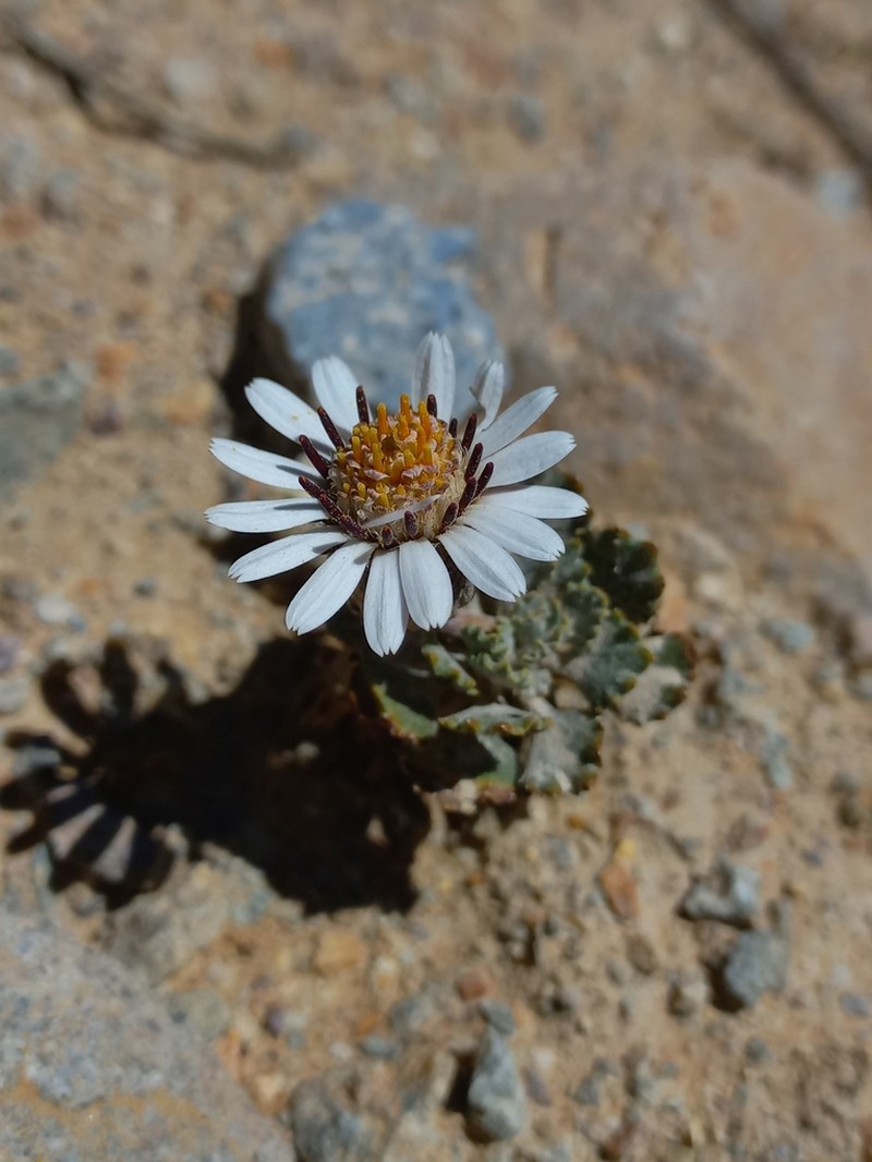 Trichocline deserticola photo 7