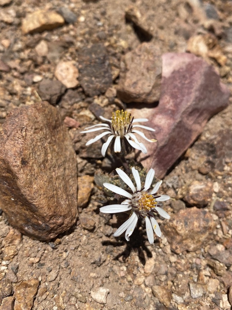 Trichocline deserticola photo 8