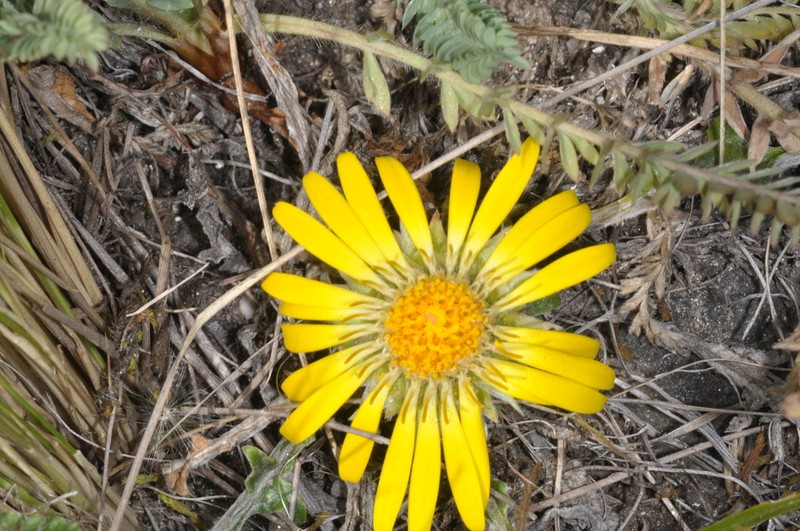 Trichocline exscapa