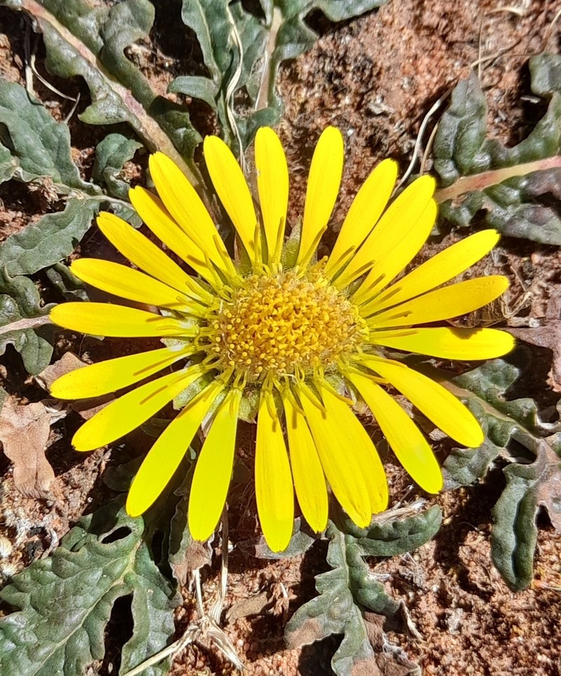 Trichocline exscapa photo 3