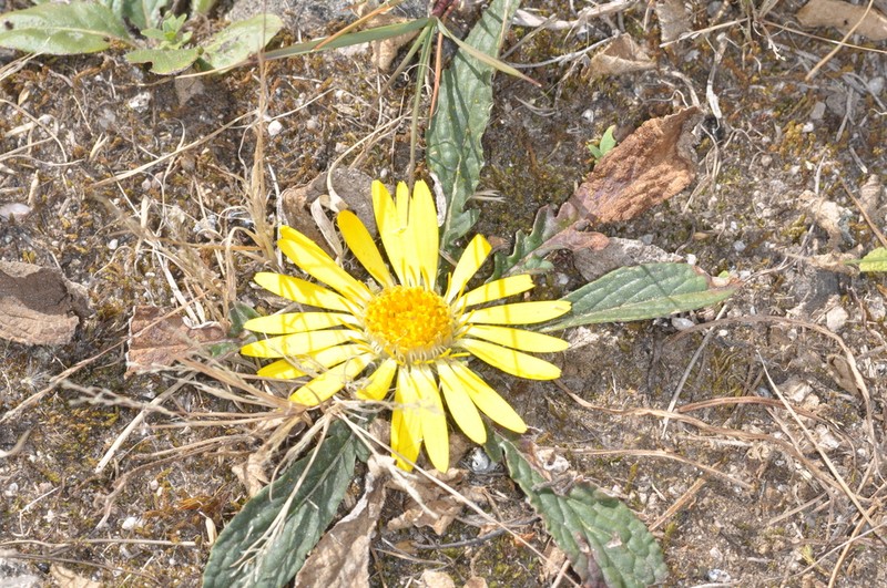 Trichocline exscapa photo 4