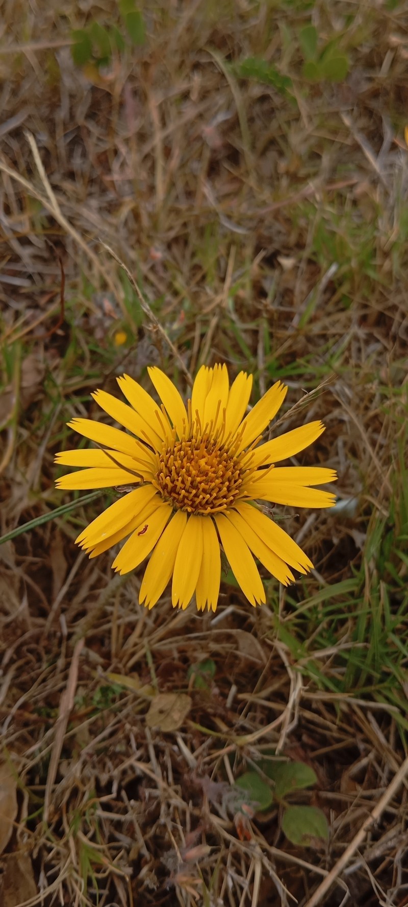 Trichocline heterophylla