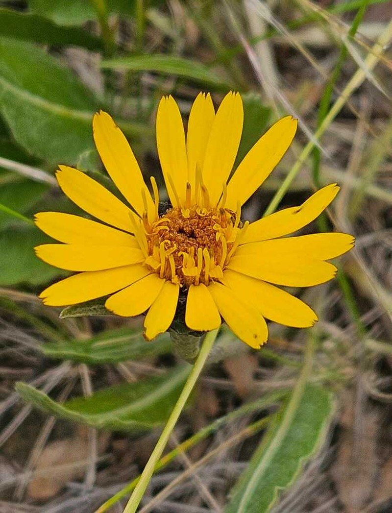 Trichocline heterophylla photo 2