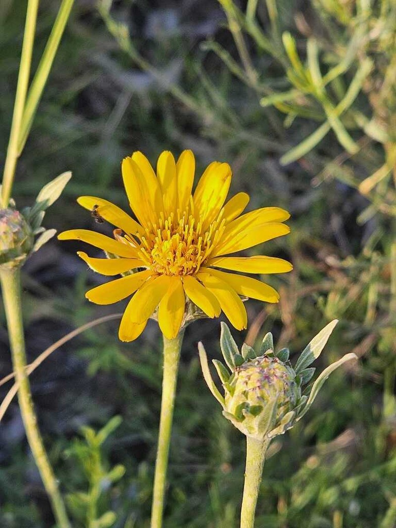Trichocline heterophylla photo 3