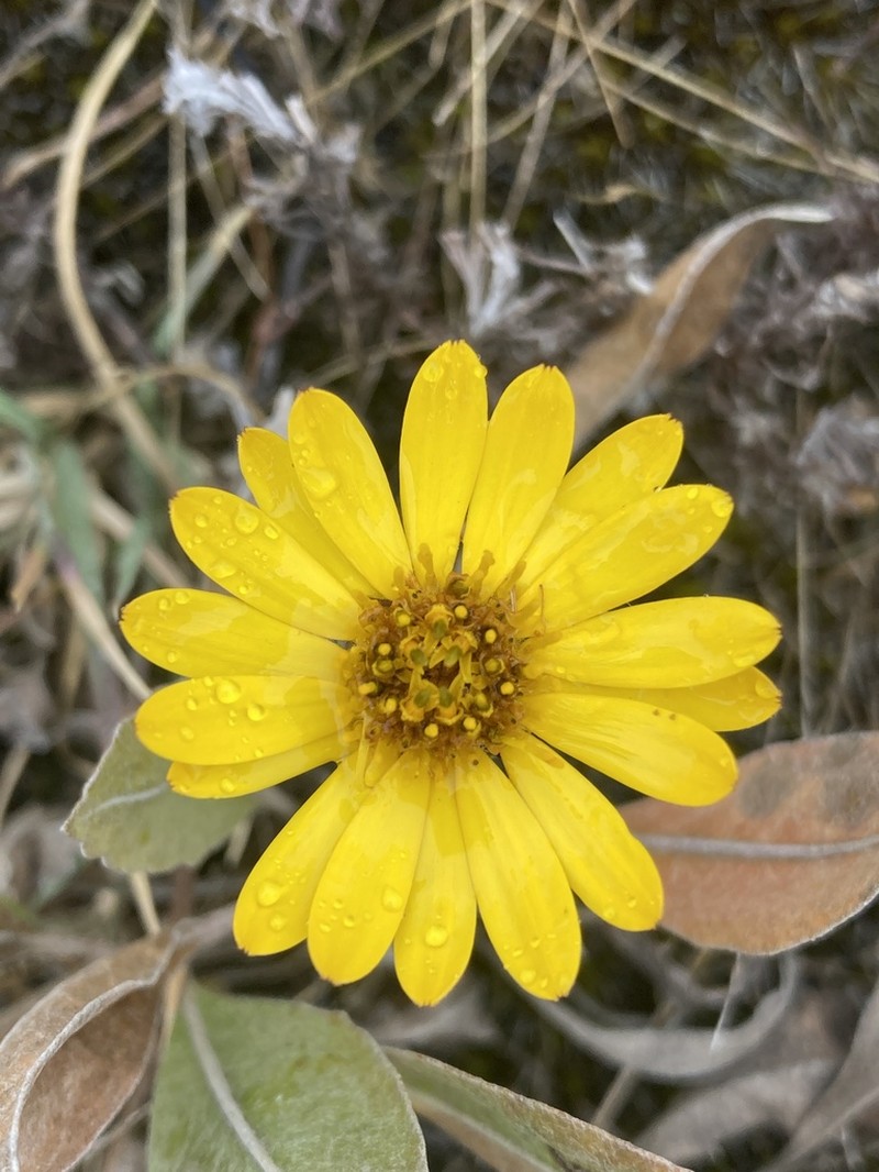 Trichocline heterophylla photo 5