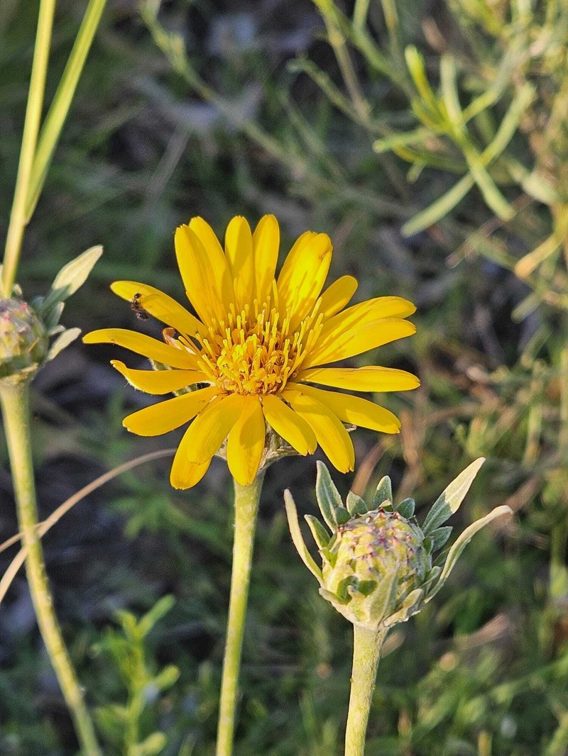 Trichocline heterophylla photo 7