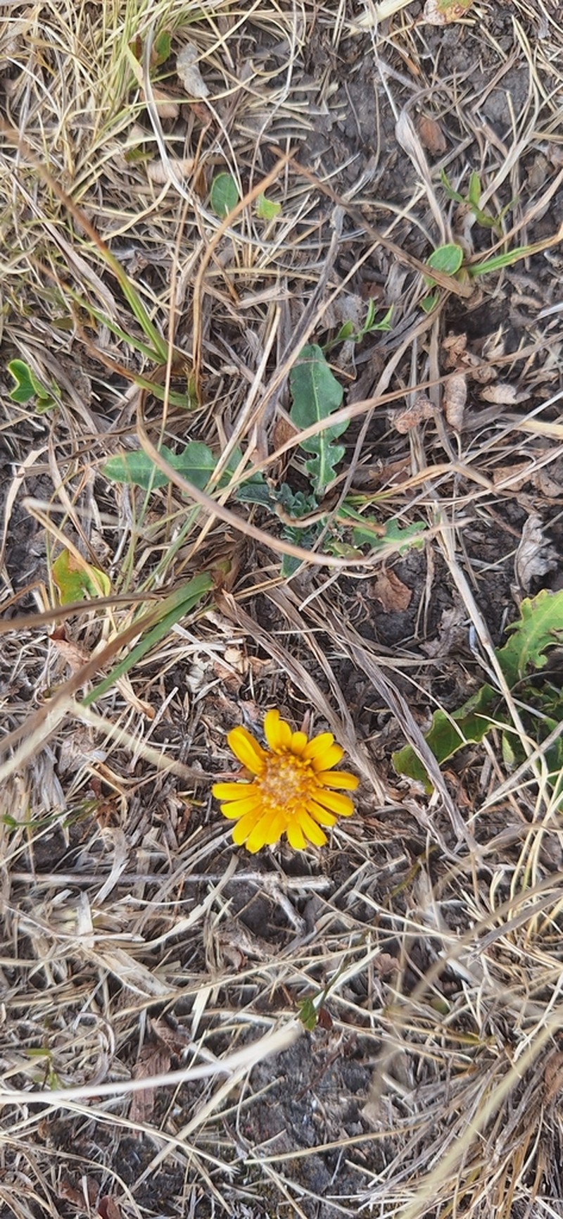 Trichocline humilis