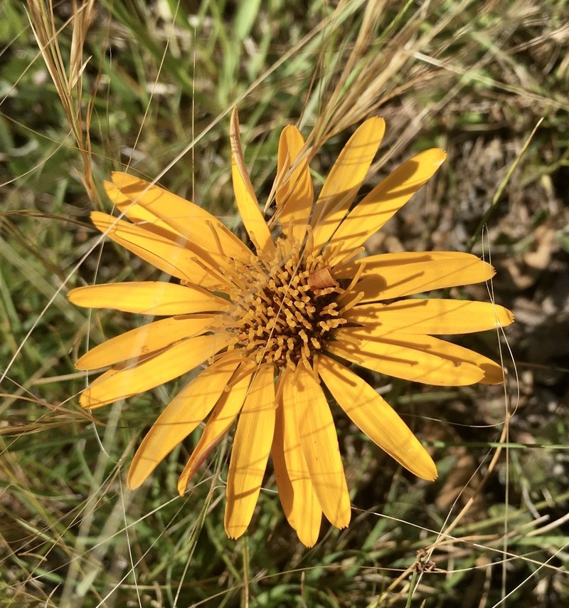 Trichocline humilis photo 2