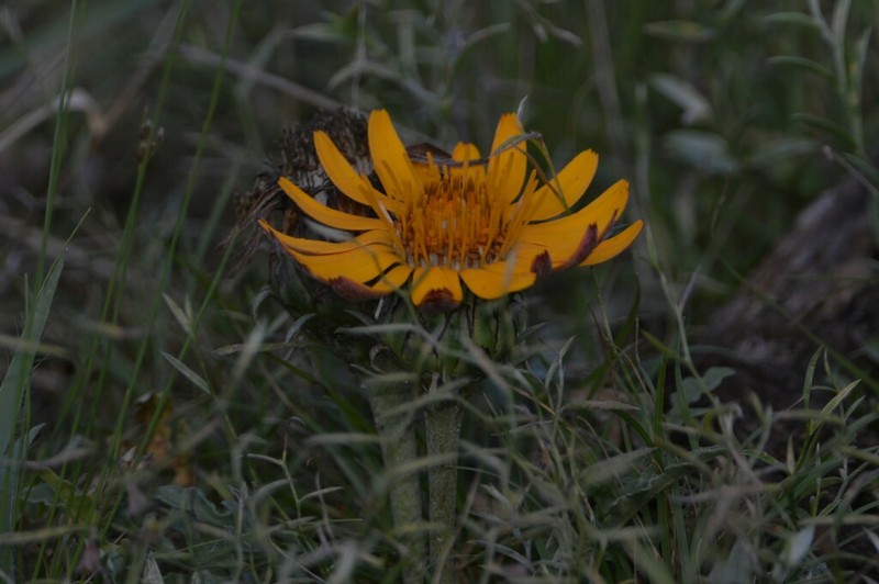 Trichocline humilis photo 3