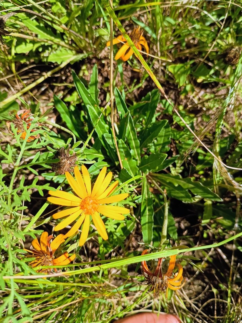 Trichocline humilis photo 4