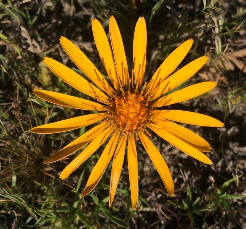 Trichocline humilis photo 5