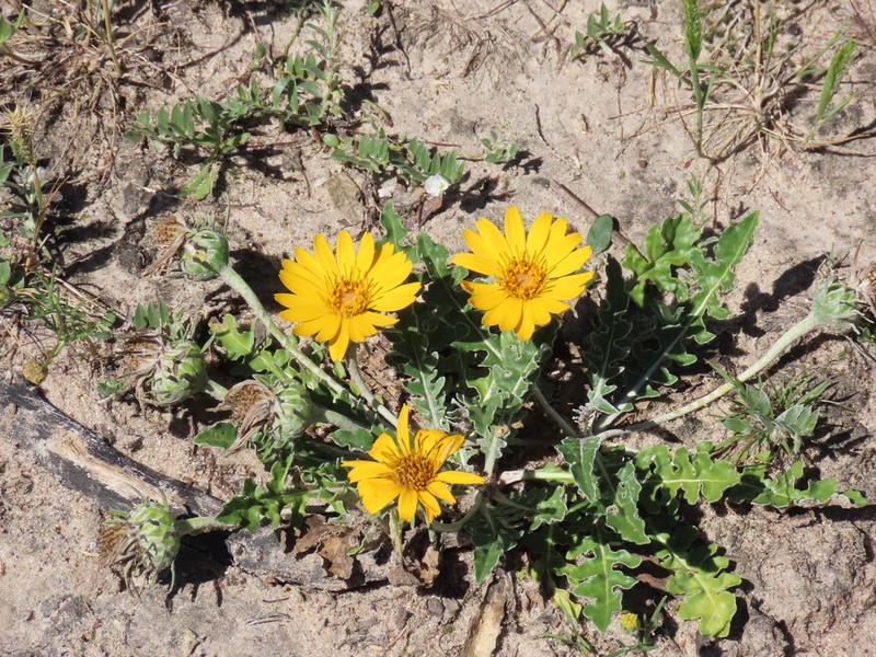 Trichocline humilis photo 6