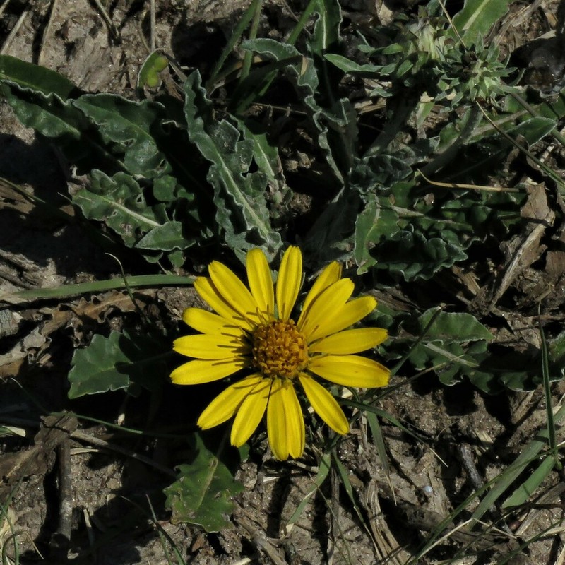 Trichocline humilis photo 7