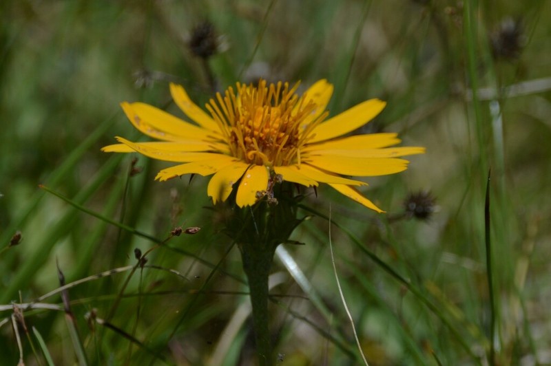 Trichocline humilis photo 8
