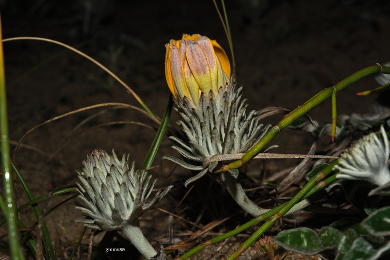 Trichocline incana