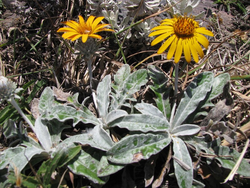 Trichocline incana photo 2