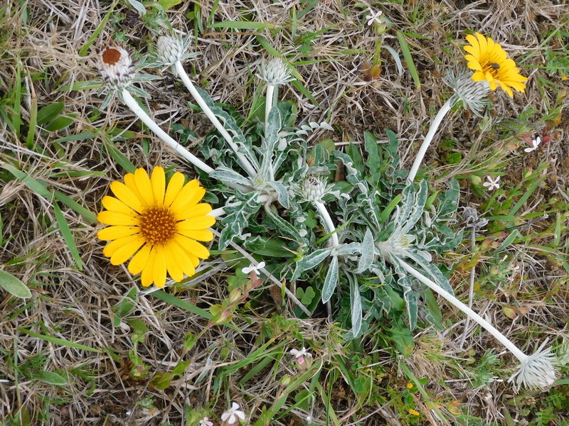 Trichocline incana photo 3