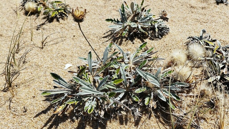 Trichocline incana photo 4