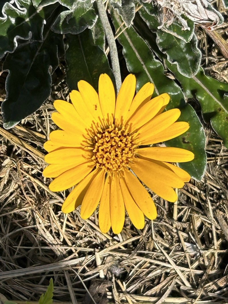 Trichocline incana photo 5