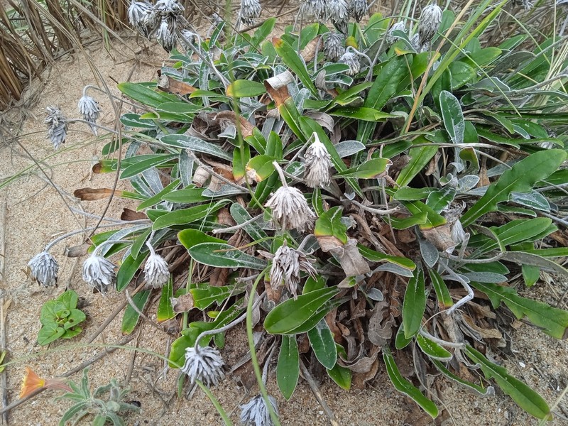 Trichocline incana photo 7
